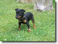 Jagdterrier Bony - �t�n�