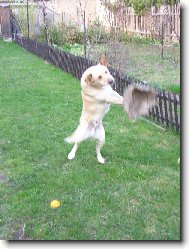 Jonat�nek hraj�c� voleyball