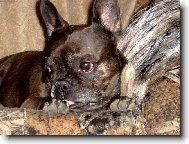 Schelly - po��dek mus� b�t :-)