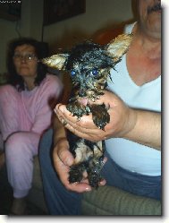 Nelinka jako �ivava