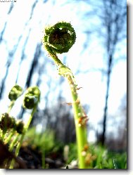 Mald� �ivot kapradiny