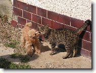 Prost� se m�me r��di.