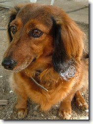 Roztomil� ps� Nelinka.