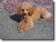 Jednou ze m� bude modelka,to si pi�te!