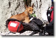 BBC aneb Basenj� Base Camp