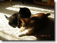 �i a �i a �i�i�i,jsou to brat�i ko�i��