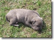 M�j mal� pi�kotek