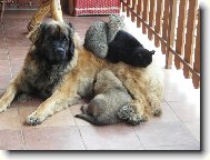 Mil��kov� v kup�.