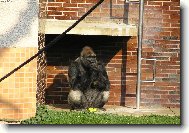 roztomik� opi��k