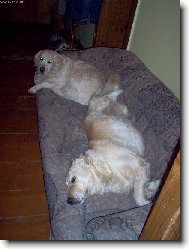 v�lej�c� se psi