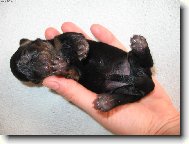 �erstv� vykluban�