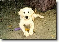 Bret��ek s kosti�kou z buvol� k��e