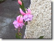 taaaak takov�hle n�dhern� kyti�ky m�m