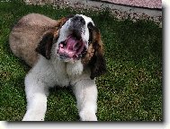 Fido - p�ich�z� �nava