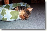 Kdy� sp�m,tak sp�m...