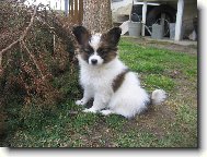 Moje nov� �t���tka Olli z chov. st. Sol Edo