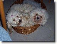 Pudl�k Dixinka a Bi�onek Amynka