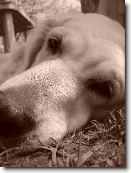 Odpoledn� �lof�k