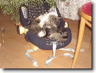 Miminka pod strome�kem