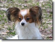 Zafire M�ria Sirrah