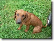 tak to je n� k�mo� Nelson