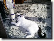 Kone�n� slun��ko!