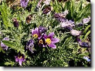 Na zahr�dce u kamar�dky