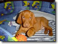 Mali�k� Dine�ek