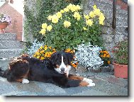 Bernsk� sala�nick� pes