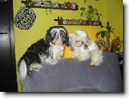 na�e shih-tzunky