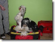 na�e shih-tzunky