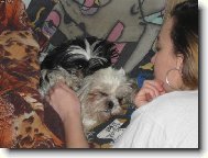 na�e shih-tzunky