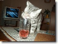 Nem� to m�lo sladk�?