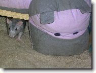 Porovn�n� hlavi�ek