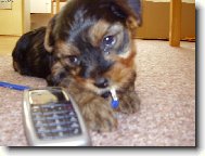 Zavol� mi n�kdo?