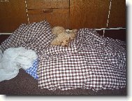 pomocnice p�i povl�k�n� pe�in