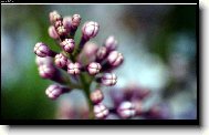 Syringa vulgaris - �e��k obecn�