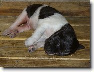 N�meck� oha� dlouhosrst�