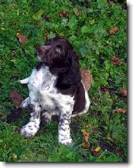 N�meck� oha� dlouhosrst�