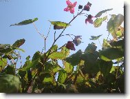 pohled mravence na sv�t...