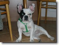 Pozor vylet� pt��ek