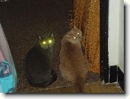 Ton�nek a Fil�pek