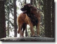 Bonnie B. Bora z Miloti�ek