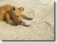 spink�m na slnie�ku