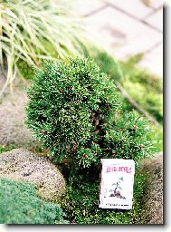 �arov�n�k borovice kle�e Pinus mugo 