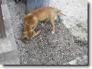 so sekerou sa viem pohra�