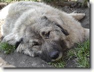 JARN� �NAVA :-))