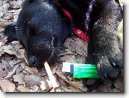 4 m�s��n� labradorka Bar�a