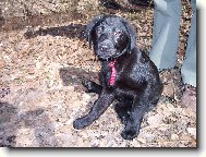 S�gry fenka Barinka