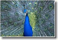 P�v v jarn�m kab�t�